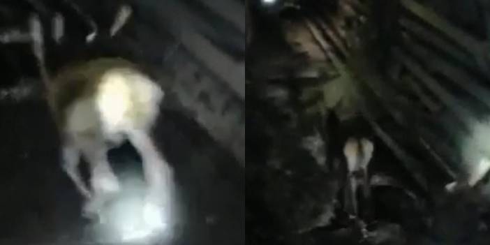 Geyik maden ocağına girdi