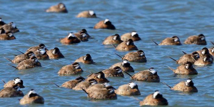 Dikkuyruk ördekleri kuruyan Burdur Gölü'nü terketti