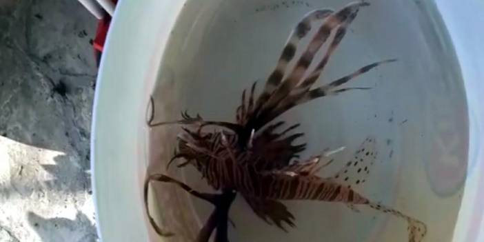 Kuşadası'nda istilacı aslan balığı yakalandı