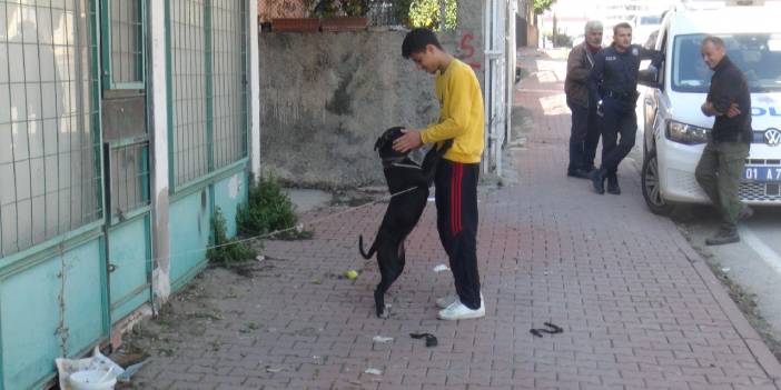 Esnaf, sokağa bırakılan pitbullu polise teslim etti