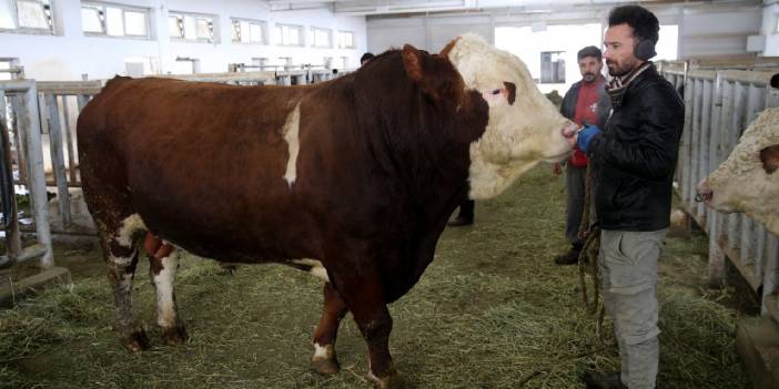 Milky'nin spermleri 1.2 milyon kazandırdı