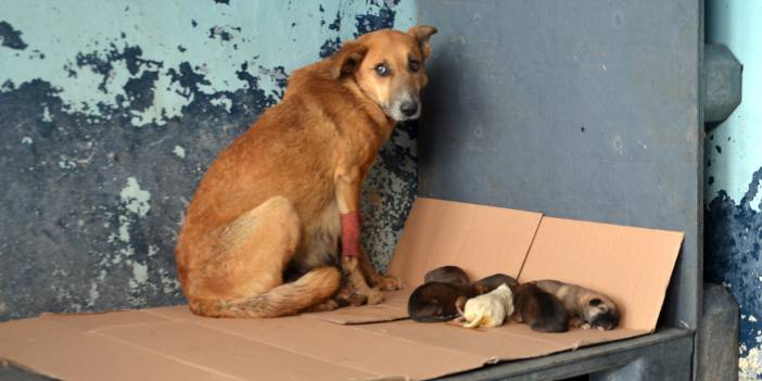 Zehirlenen hamile k&ouml;pek 5 yavru d&uuml;nyaya getirdi