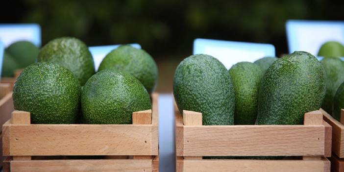 ABD ile Meksika arasındaki uyuşturucu gerginliği boyut değiştirdi... AVOKADO KRİZİ