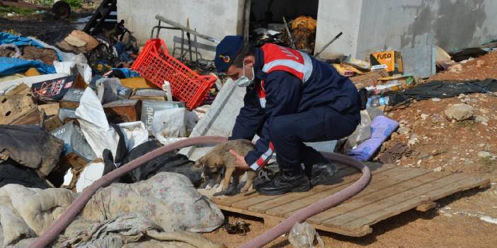 Sahibi yangında öldü, yavru köpekleri jandarma aldı