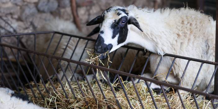 Buca Belediyesi’nden çiftçiye arpa desteği