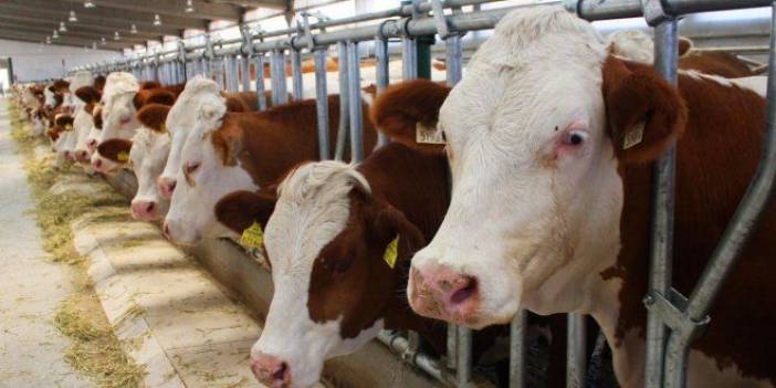 Uyarı geldi: Yağ krizinin hayvancılık krizine evrilmesi tehlikesiyle karşı karşıyayız