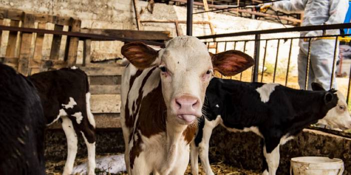Hayvancılık krizi kapıda: Kotalı yem satışı başlayabilir