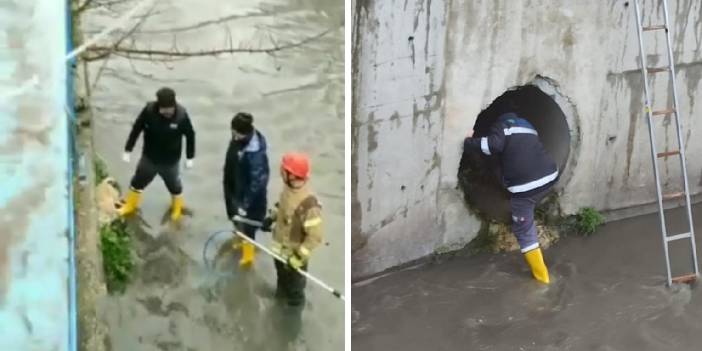 Derede mahsur kalan 3 köpek kurtarıldı