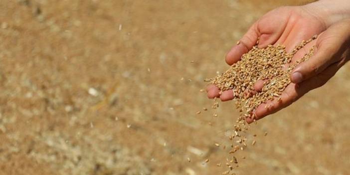 Rusya'nın ihracata kısıtlama kararı tetikledi! Buğday fiyatları uçuyor