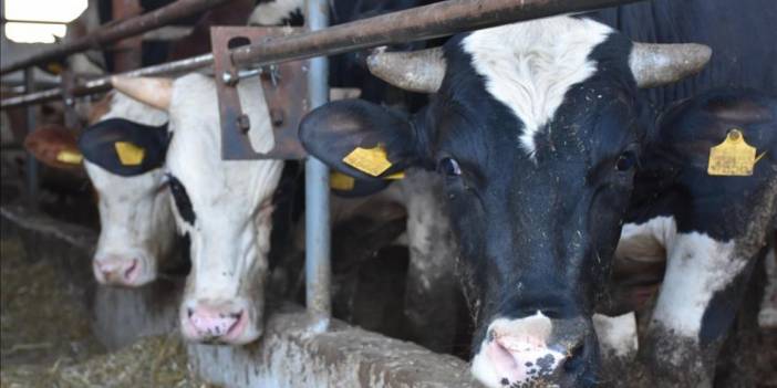 Süt üreticileri: Bu şartlar altında hayvancılık yürütülmez