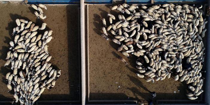 CHP'li Karabat: Katar’a satılan küçükbaş hayvan sayısı 2.5 milyon