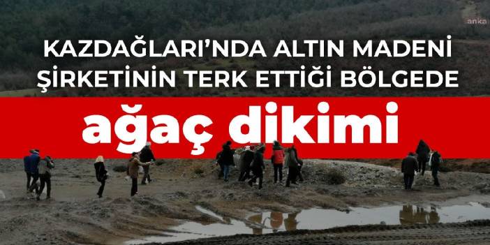 Kazdağları’nda altın madeni şirketinin terk ettiği bölgede ağaç dikimi