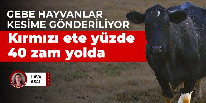Gebe hayvanlar kesime gönderiliyor! Kırmızı ete yüzde 40 zam yolda