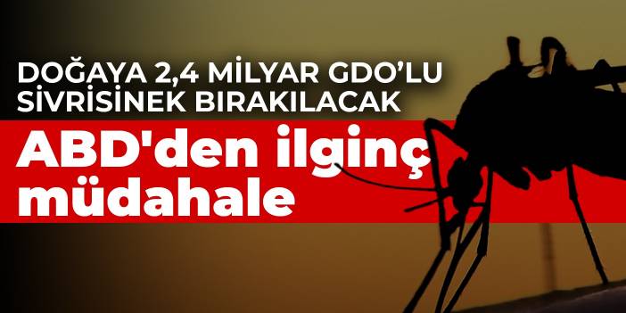 ABD'den ilginç müdahale: Doğaya 2,4 milyar GDO’lu sivrisinek bırakılacak