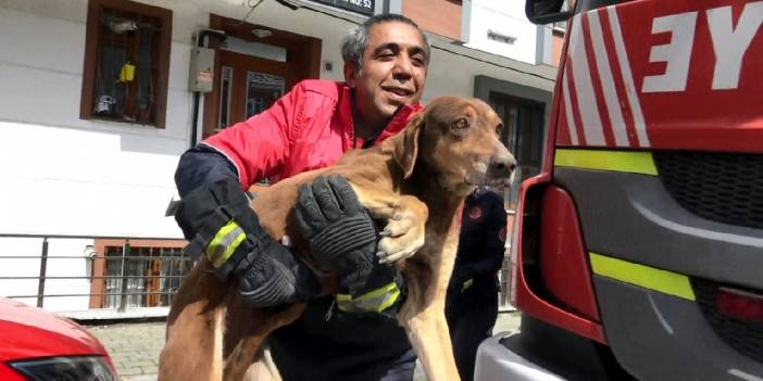Mahsur kalan köpeği itfaiye kurtardı