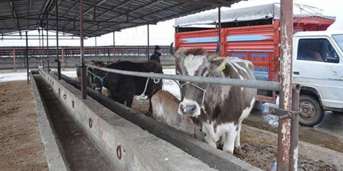 Denizli'de şap alarmı: 7 mahalle karantinada