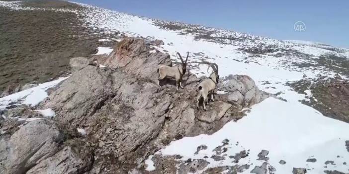 'Yabani hayvanlar için en büyük tehlike insan ile temas'