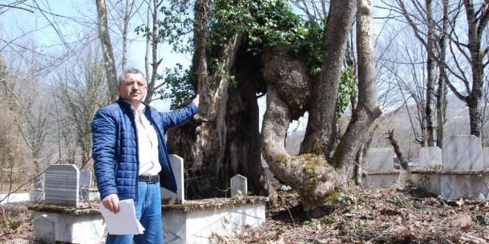 'Allah' yazan ağaç, koruma altına alındı