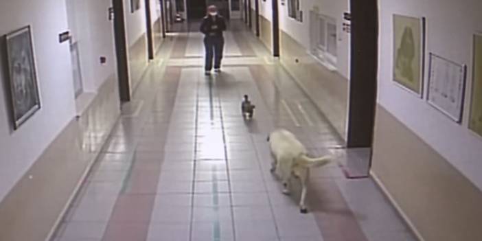 Annesi yavrusuna koştu: 2 saat hastane kapısında bekledi