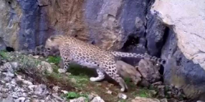 Nesli tükendi denilen Anadolu Leoparı Antalya'da görüntülendi