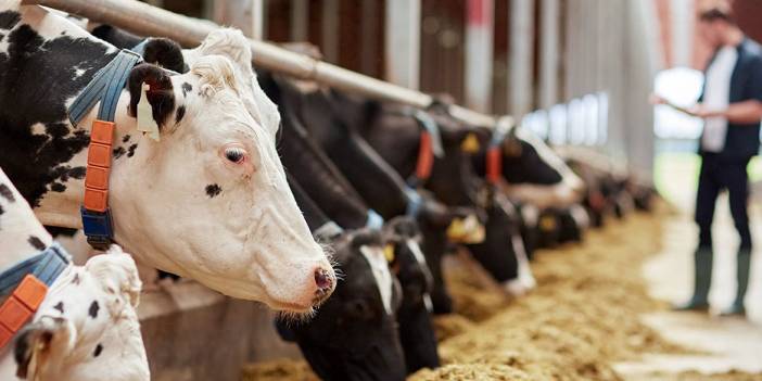 ‘Damızlıklar kesime gitti, tüketiciler yakında süt ürünü alamayacak’