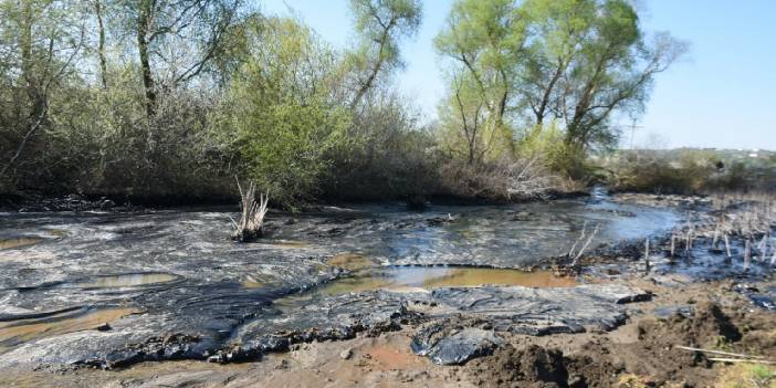 Zift kaplı tarlalarda temizlik çalışmaları: Elleriyle topluyorlar