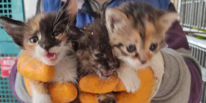 Öğretmenim çok yaşa! Ölen kedinin karnından üç yavruyu kurtardı