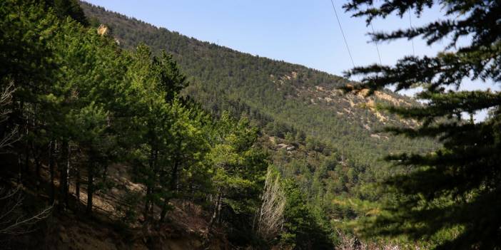 İlk fidanı 64 yıl önce diktiler, bozkırı ormana dönüştürdüler