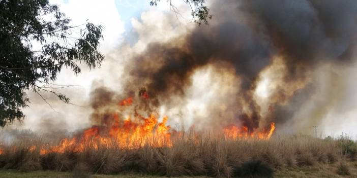 Antalya'da sazlık yangını