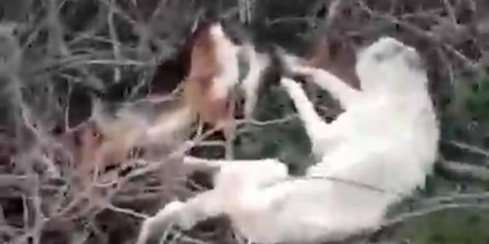 Sakarya’da katliam! 5 köpek öldürüldü