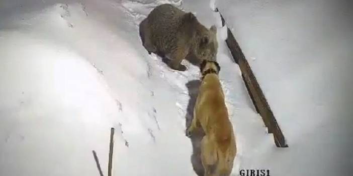 Ayı saldırısından köpekleri kurtardı