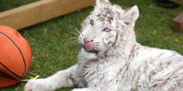 İstanbul'da bulunan albino Bengal kaplanı hayvanat bahçesine götürüldü