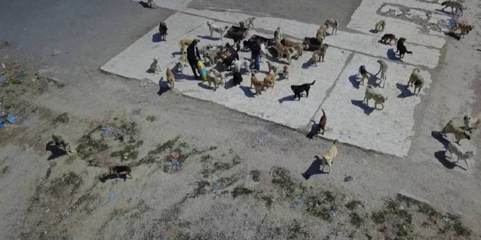 Sokak köpekleri kamyonla kent çöplüğüne bırakıldı