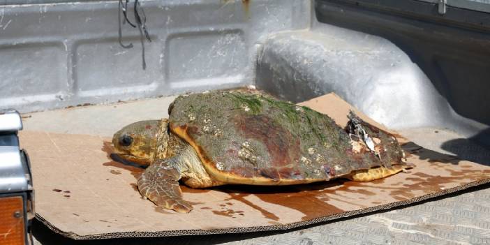 Yaralı caretta caretta hastaneye ulaştırıldı