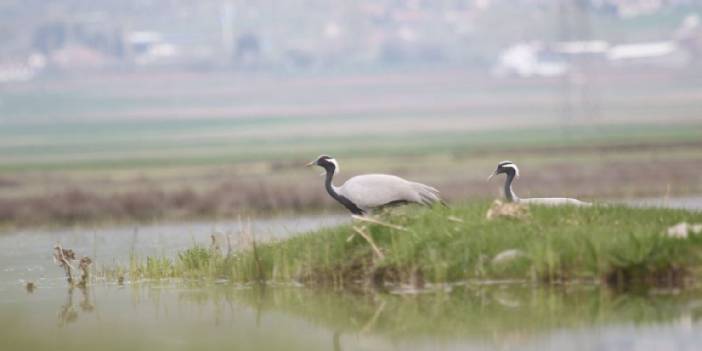 Nesli tehlike altındaki telli turna çifti, aynı yerde yuvalandı