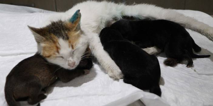Yavru köpeklere, yavrularını kaybeden kedi sütanne oldu