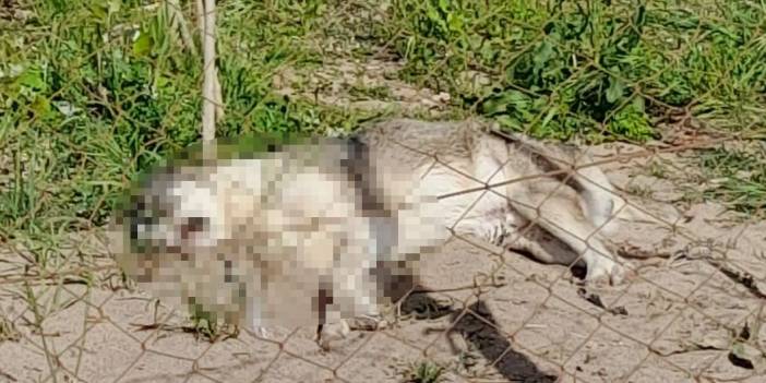 İzmir'de 5 köpeği zehirli sosisle öldürdüler