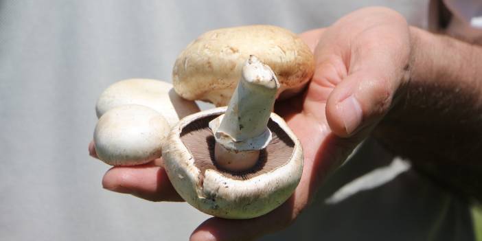 'Zehirli mantarı ayırt etmek zor, uzak durulmalı'