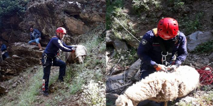 Uçuruma düşen koyun ve kuzu kurtarıldı