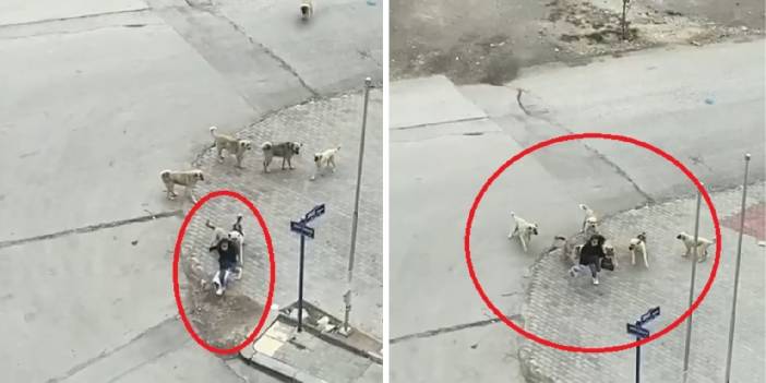 Köpeklerin saldırdığı liseliyi güvenlik görevlisi kurtardı