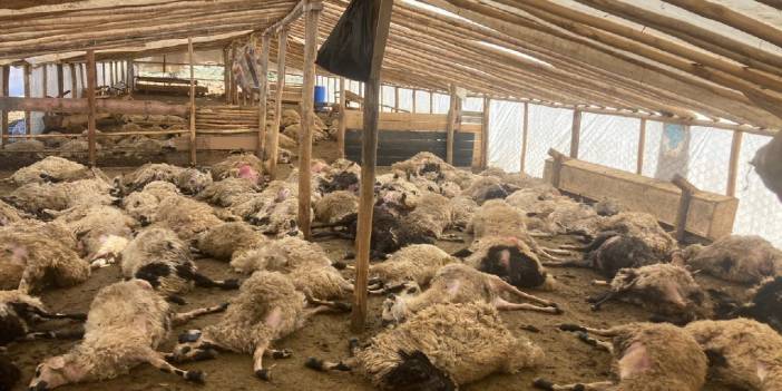 Kurtlar saldırdı: 162 koyun öldü, 36'sı yaralı