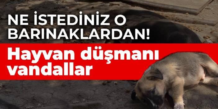 Ne istediniz o barınaklardan! Hayvan düşmanı vandallar