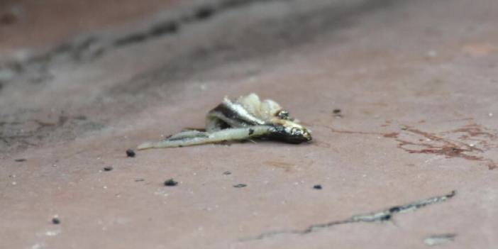 Kayserispor-Trabzonspor maçında sahaya balık atıldı