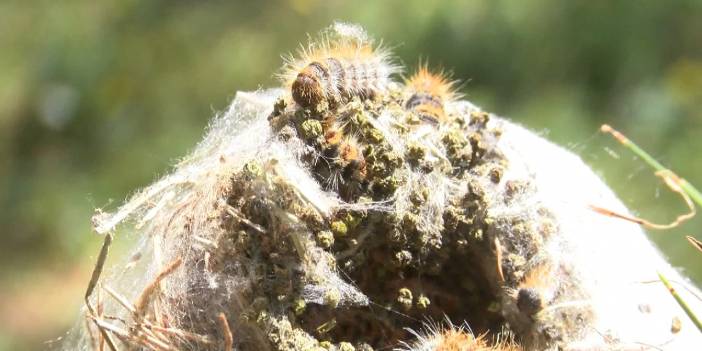 Adalar'da tırtıl seferberliği: Hem doğaya hem de insana zararlı