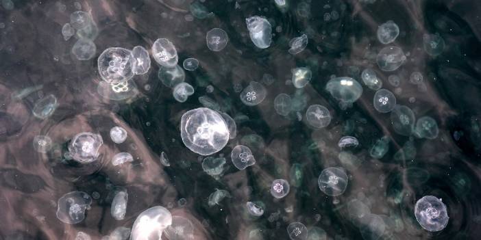 Arnavutköy'de denizanası yoğunluğu