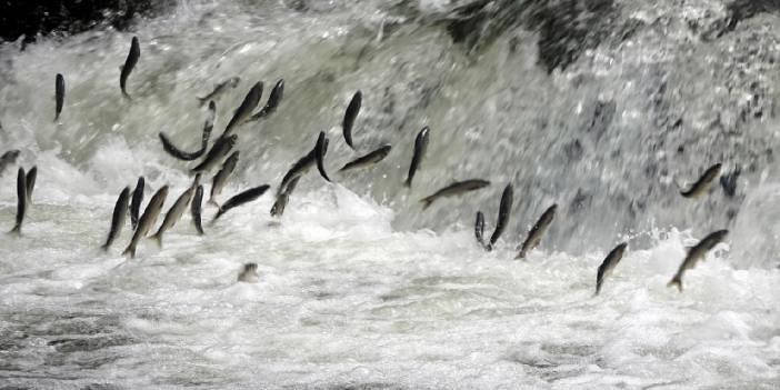 İnci kefali göçü, düğün fotoğraflarına fon oldu