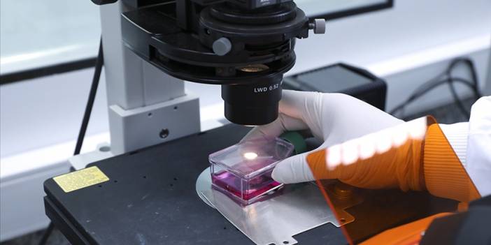 Maymun çiçeği yeni bir pandemiye neden olur mu?