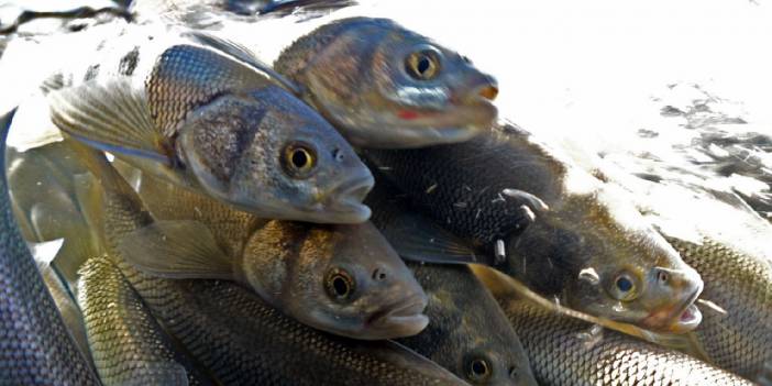 İnci kefalinin üreme göçü su altından görüntülendi