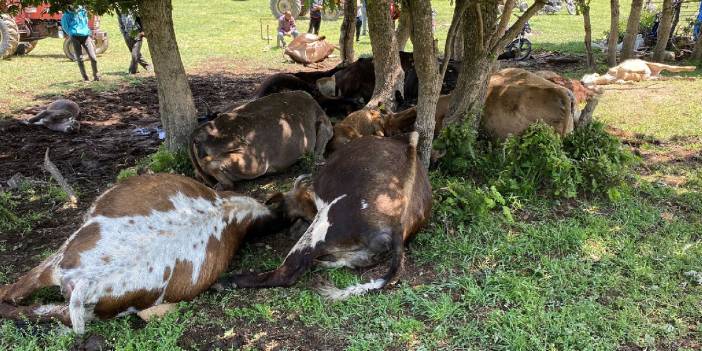 Yıldırım isabet eden ağacın altındaki 16 büyükbaş öldü