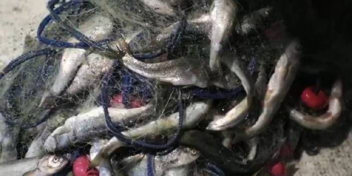 Van'da 350 kilo kaçak avlanan inci kefali